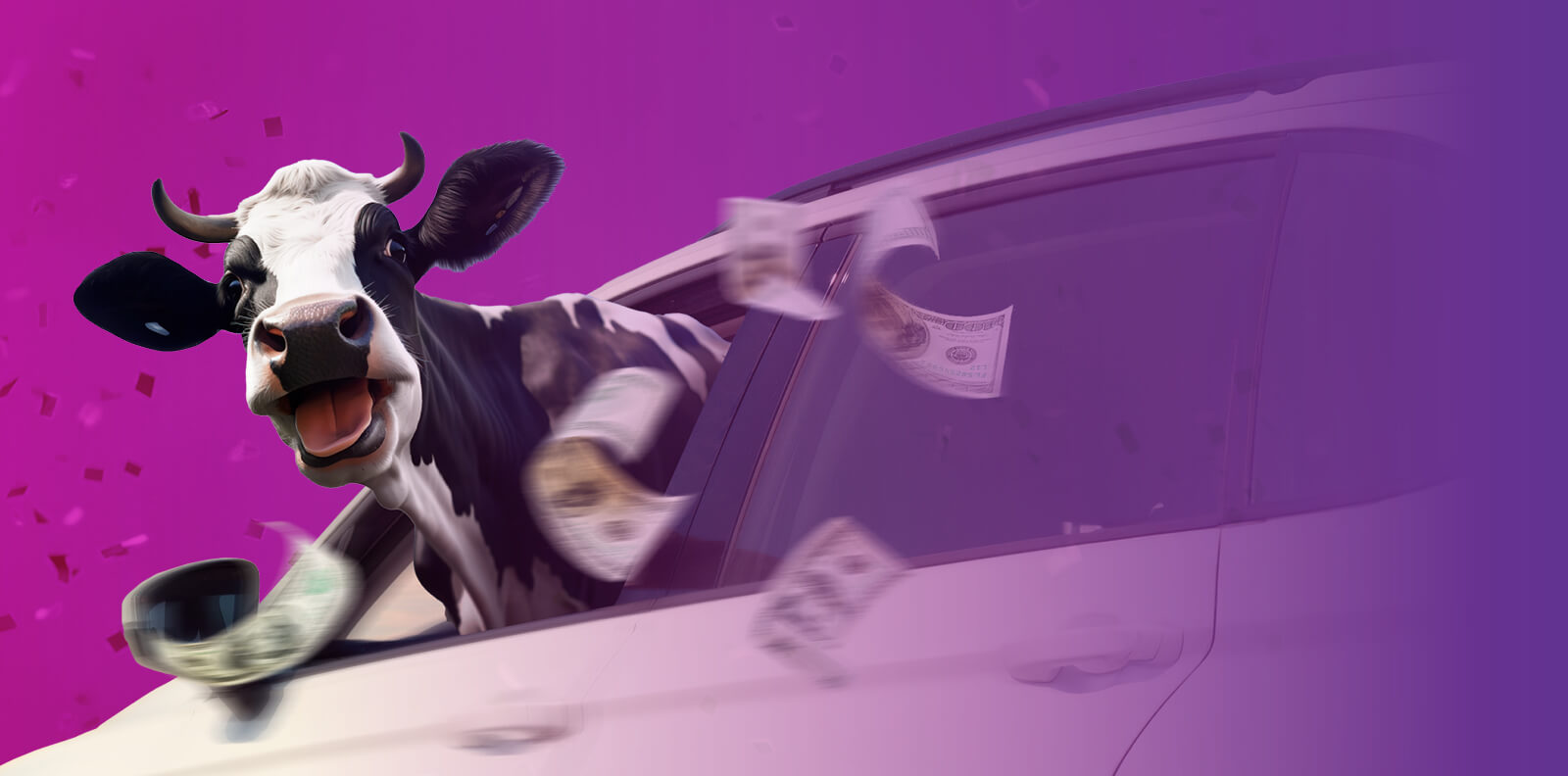 Cow in car